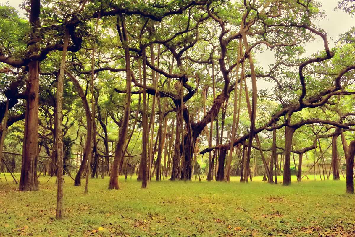 Botanical Garden Kolkata