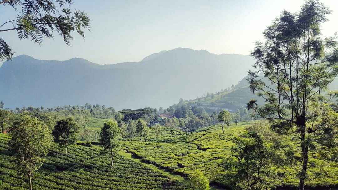 Blue Mountains of Nilgiris