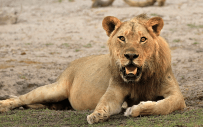 5 Famous Wildlife Sanctuaries For Adventurous Safaris