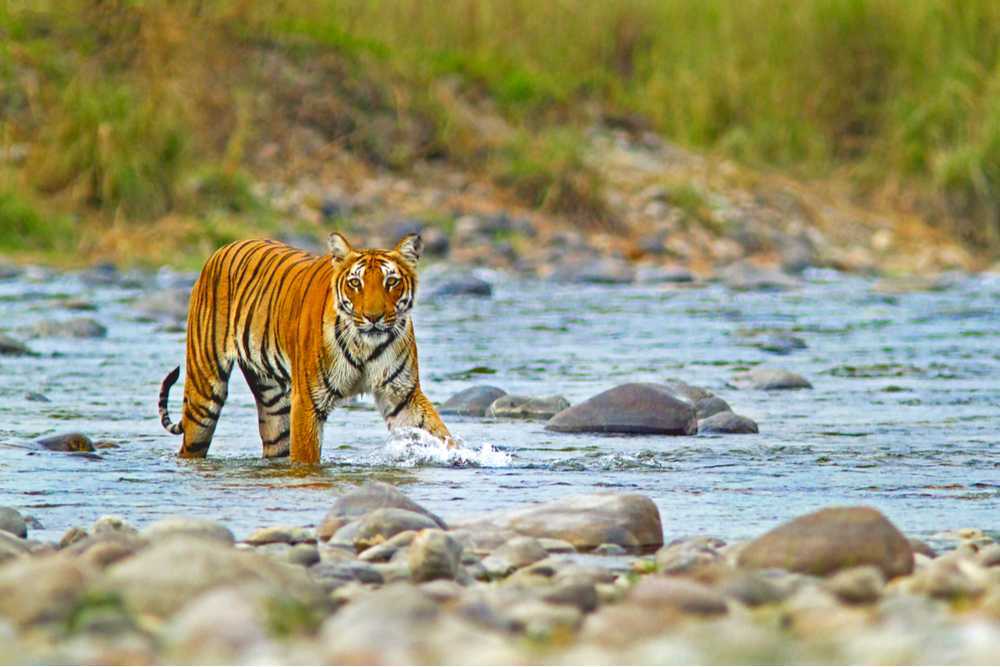 Corbett National Park