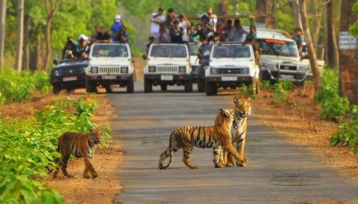 Major Wildlife Sanctuaries in India