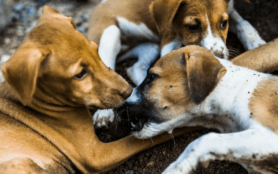 10 Best Pet-Friendly Places in India